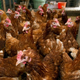 Large group of brown chickens
